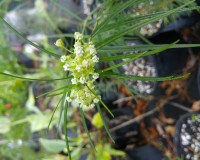 asclepias verticillata.jpg